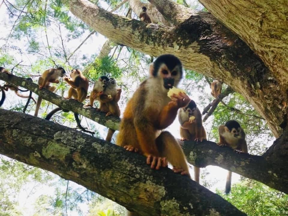 La Purruja Lodge 골피토 외부 사진