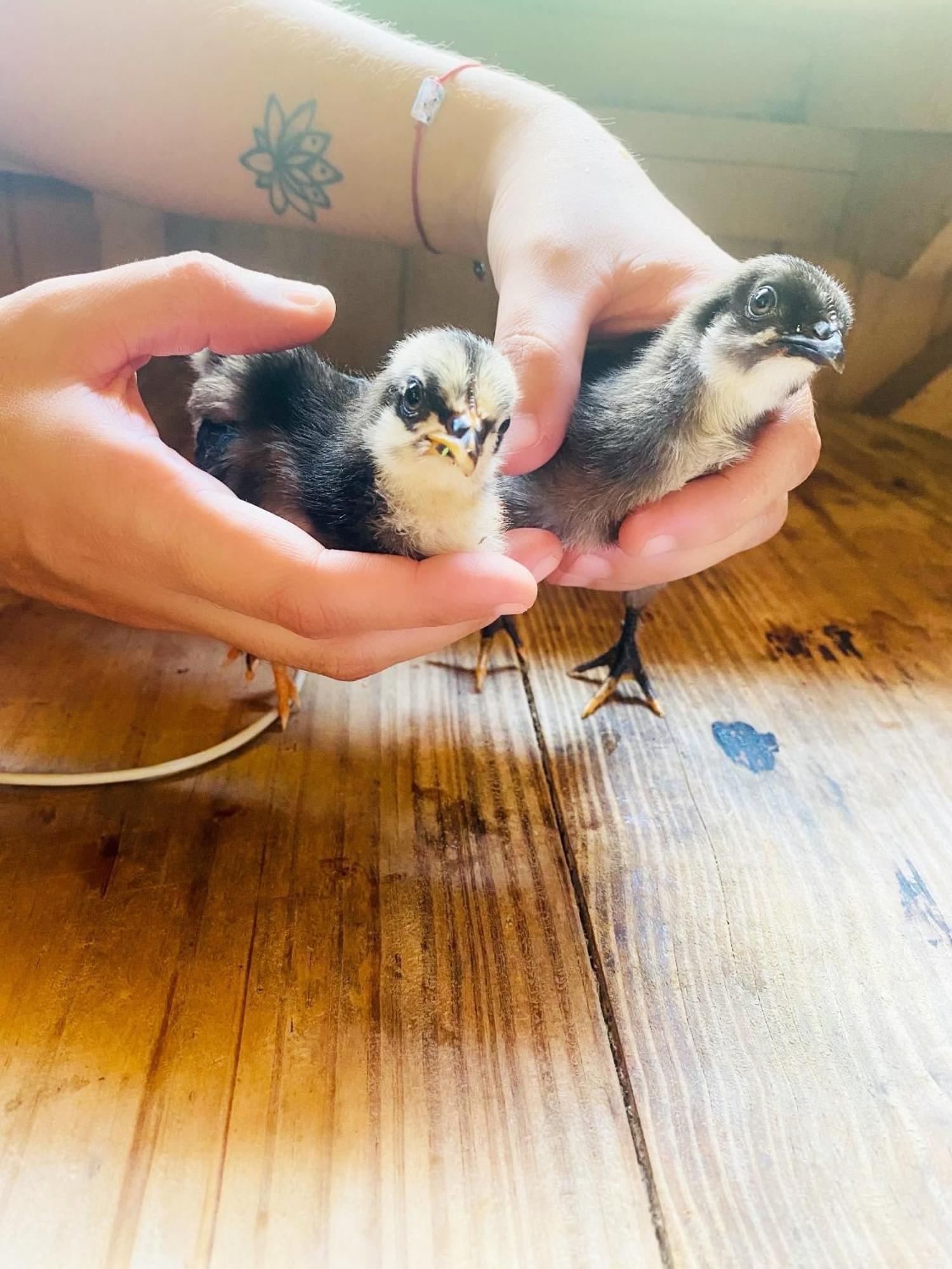 La Purruja Lodge 골피토 외부 사진